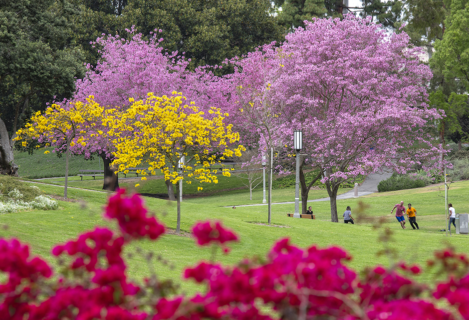 Student walking on aldrich park